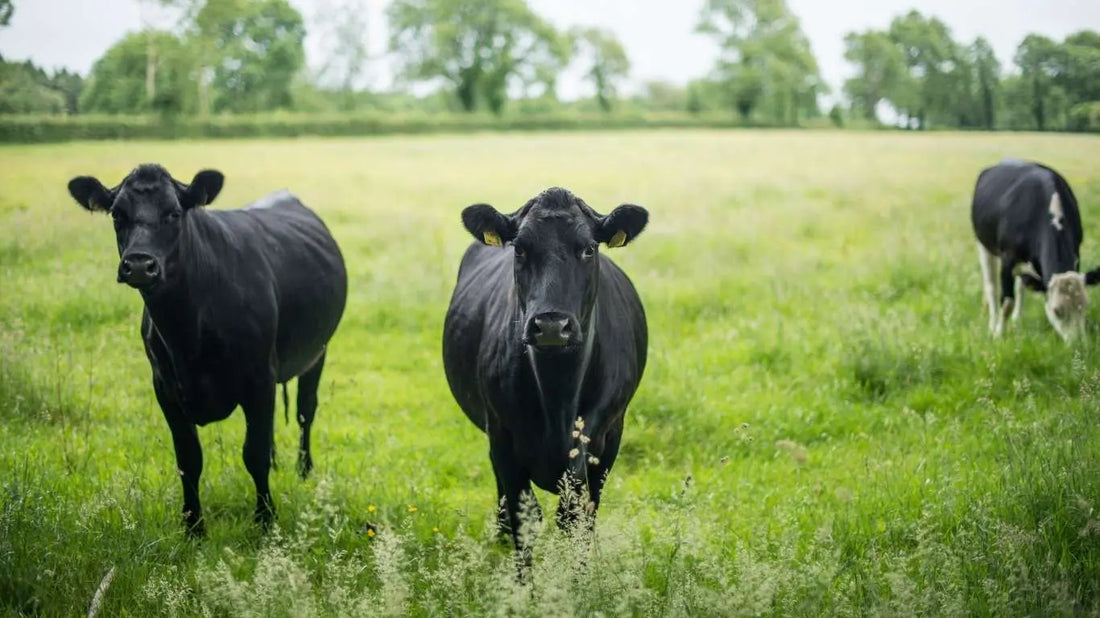 Why ALLFAT Beef Tallow Is the Gold Standard for Quality & Purity